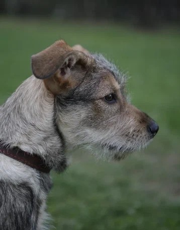 Арчи 5 месяцев