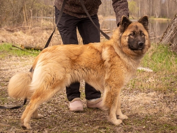 Рыжуля 1 год