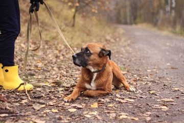 Акбар 7,5 лет