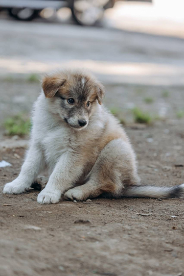 Пончик 2 месяца