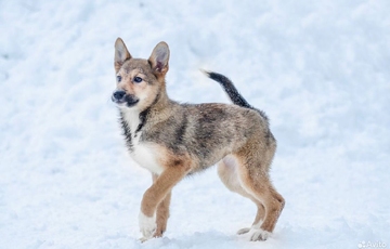 Лилу 8 месяцев