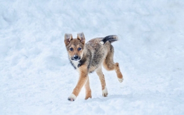 Лилу 8 месяцев